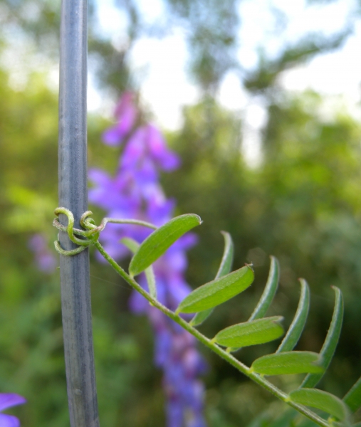 Pflanzenbild gross Vogel-Wicke - Vicia cracca