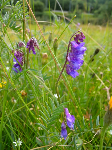 Pflanzenbild gross Vogel-Wicke - Vicia cracca