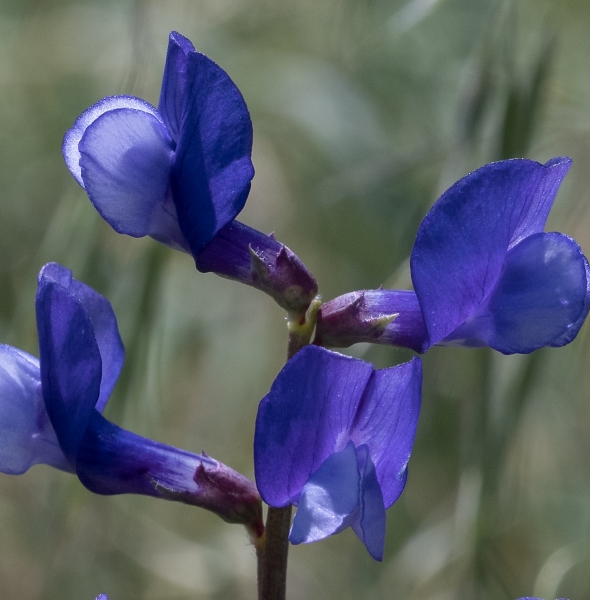 Pflanzenbild gross Esparsetten-Wicke - Vicia onobrychioides