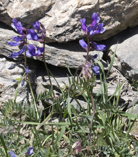 Pflanzenbild gross Esparsetten-Wicke - Vicia onobrychioides