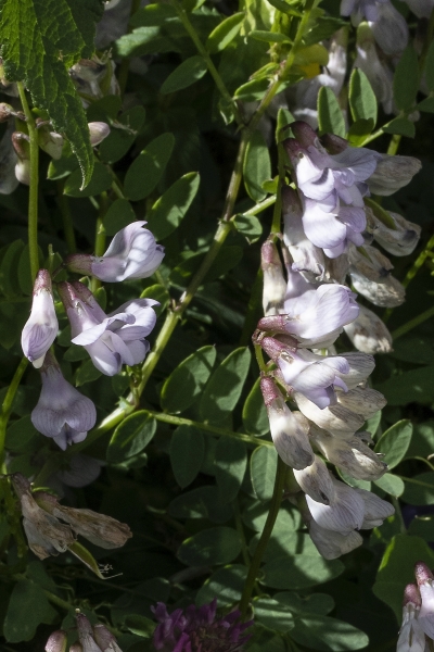 Pflanzenbild gross Wald-Wicke - Vicia sylvatica