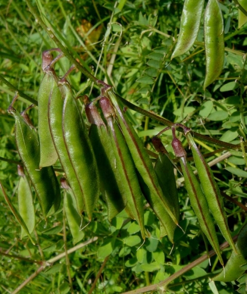 Pflanzenbild gross Wald-Wicke - Vicia sylvatica