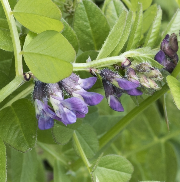 Pflanzenbild gross Zaun-Wicke - Vicia sepium