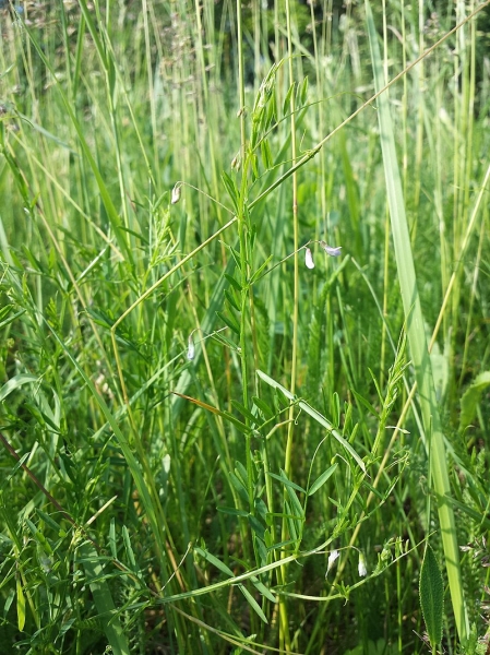 Pflanzenbild gross Viersamige Wicke - Vicia tetrasperma