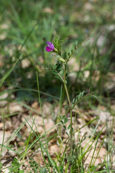 Pflanzenbild gross Futter-Wicke - Vicia sativa