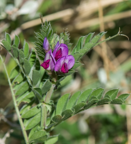 Pflanzenbild gross Futter-Wicke - Vicia sativa