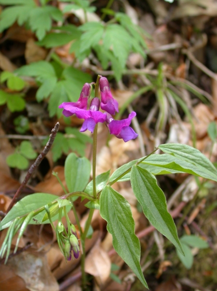 Pflanzenbild gross Frühlings-Platterbse - Lathyrus vernus