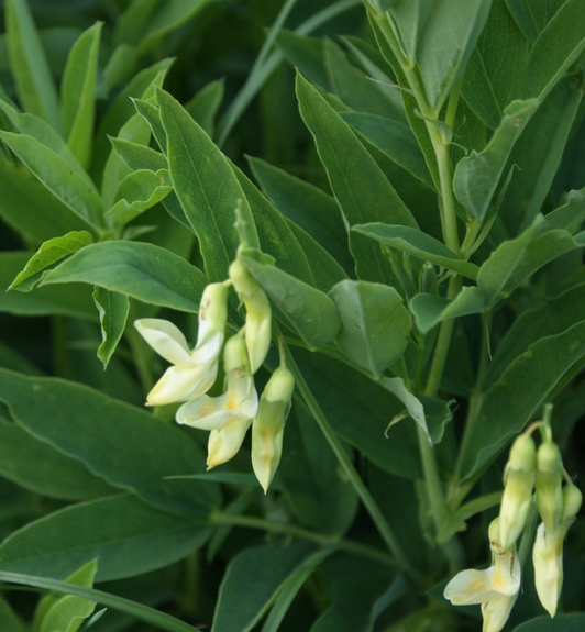 Pflanzenbild gross Gelbe Berg-Platterbse - Lathyrus occidentalis