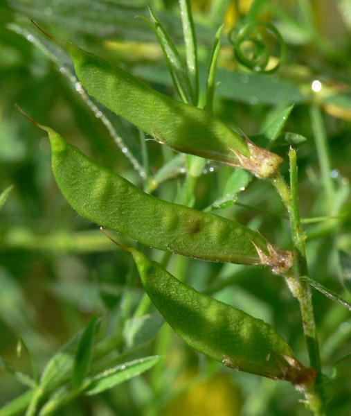 Pflanzenbild gross Wiesen-Platterbse - Lathyrus pratensis