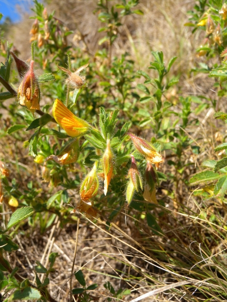 Pflanzenbild gross Gelbe Hauhechel - Ononis natrix