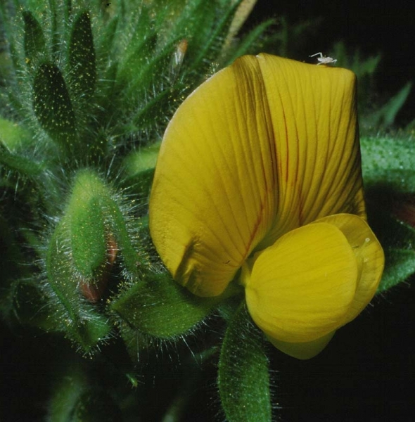 Pflanzenbild gross Gelbe Hauhechel - Ononis natrix
