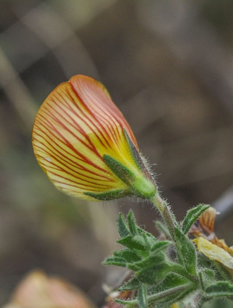 Pflanzenbild gross Gelbe Hauhechel - Ononis natrix