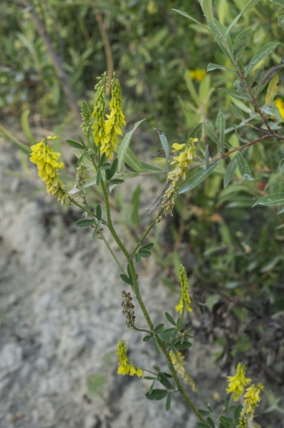 Pflanzenbild gross Echter Honigklee - Melilotus officinalis