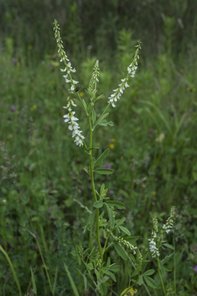 Pflanzenbild gross Weisser Honigklee - Melilotus albus