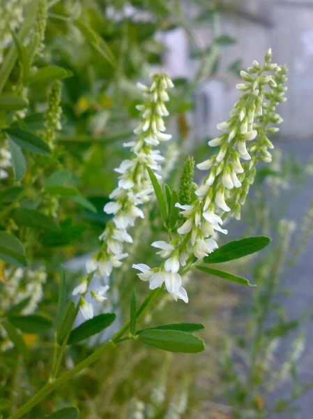 Pflanzenbild gross Weisser Honigklee - Melilotus albus