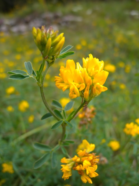 Pflanzenbild gross Gelbe Luzerne - Medicago falcata