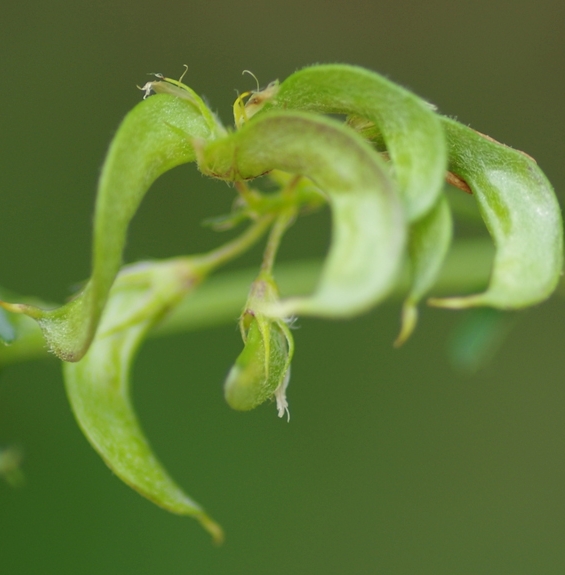 Pflanzenbild gross Gelbe Luzerne - Medicago falcata