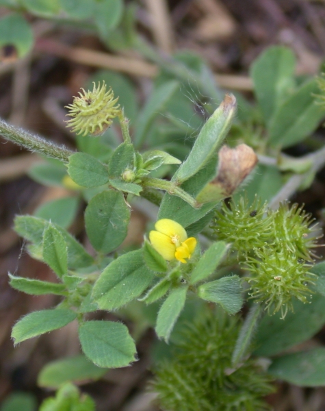 Pflanzenbild gross Zwerg-Schneckenklee - Medicago minima
