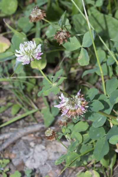 Pflanzenbild gross Bastard-Klee - Trifolium hybridum