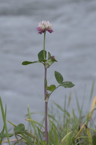 Pflanzenbild gross Bastard-Klee - Trifolium hybridum
