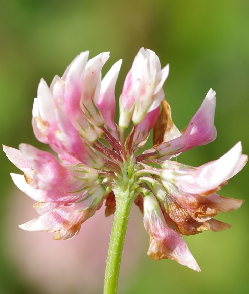Pflanzenbild gross Bastard-Klee - Trifolium hybridum
