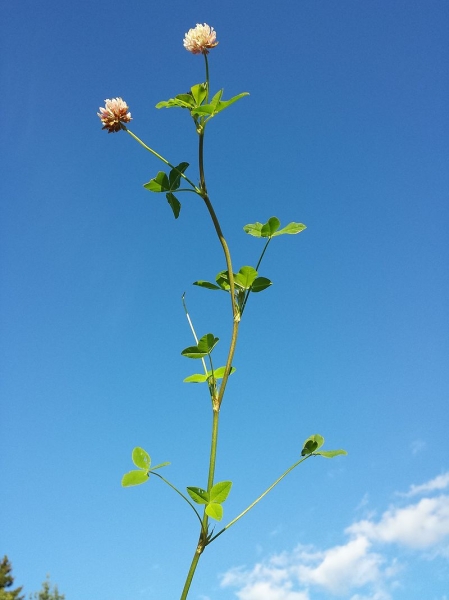 Pflanzenbild gross Bastard-Klee - Trifolium hybridum