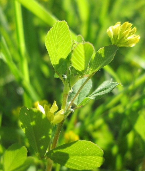 Pflanzenbild gross Zweifelhafter Klee - Trifolium dubium