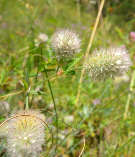 Pflanzenbild gross Hasen-Klee - Trifolium arvense