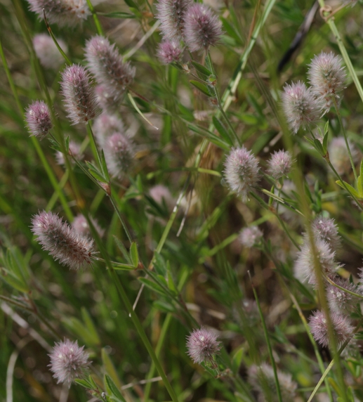 Pflanzenbild gross Hasen-Klee - Trifolium arvense
