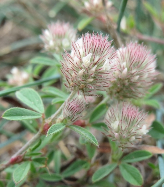 Pflanzenbild gross Hasen-Klee - Trifolium arvense