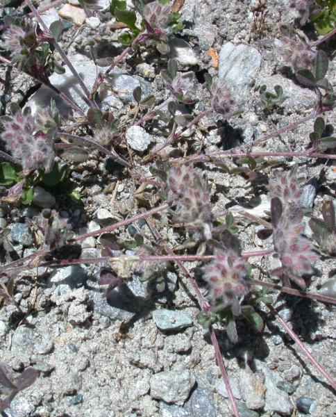 Pflanzenbild gross Stein-Klee - Trifolium saxatile