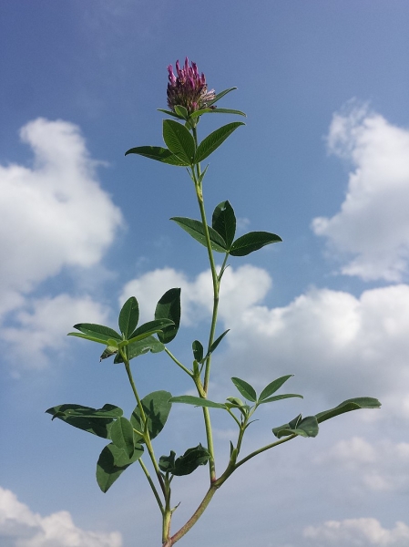 Pflanzenbild gross Mittlerer Klee - Trifolium medium