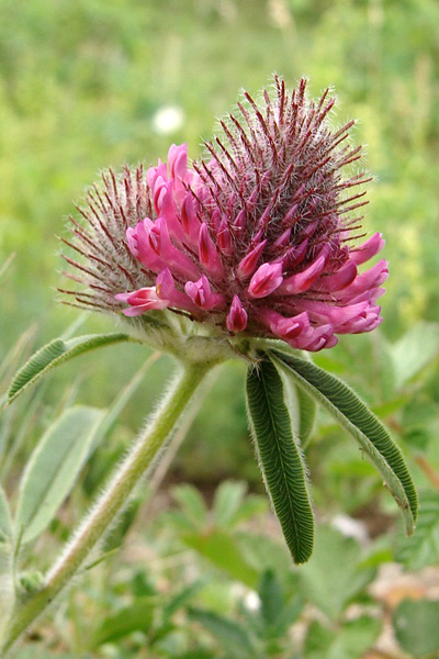Pflanzenbild gross Hügel-Klee - Trifolium alpestre