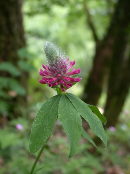 Pflanzenbild gross Purpur-Klee - Trifolium rubens