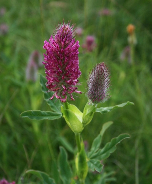Pflanzenbild gross Purpur-Klee - Trifolium rubens