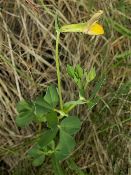Pflanzenbild gross Gelbe Spargelerbse - Lotus maritimus
