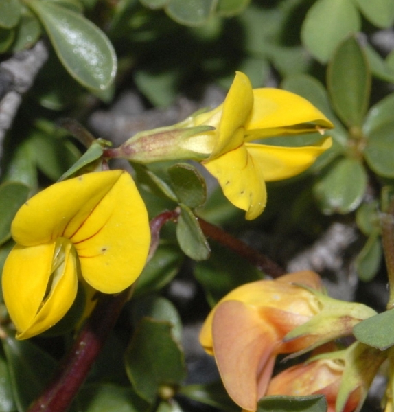 Pflanzenbild gross Alpen-Hornklee - Lotus alpinus
