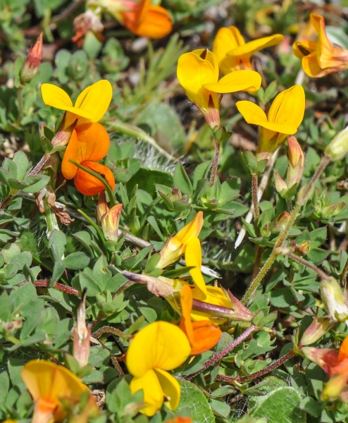 Pflanzenbild gross Alpen-Hornklee - Lotus alpinus