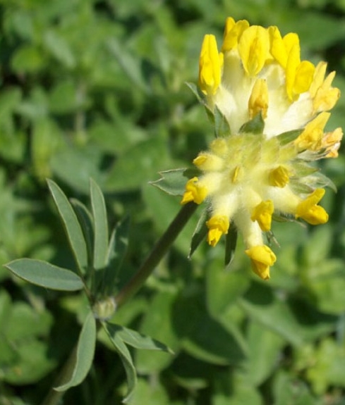 Pflanzenbild gross Echter Wundklee - Anthyllis vulneraria
