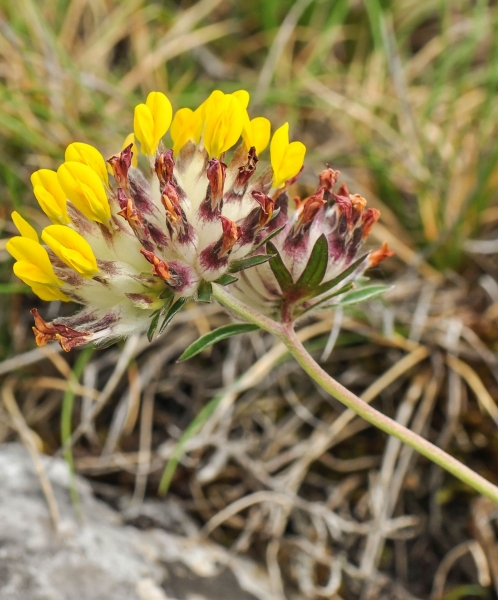 Pflanzenbild gross Echter Wundklee - Anthyllis vulneraria