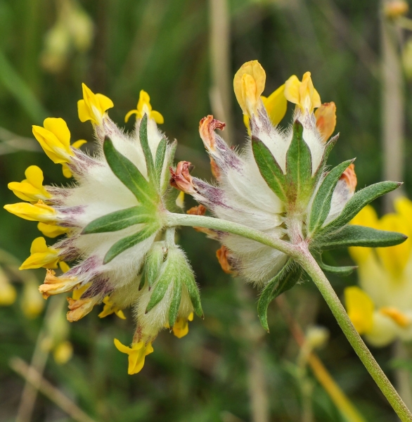 Pflanzenbild gross Echter Wundklee - Anthyllis vulneraria
