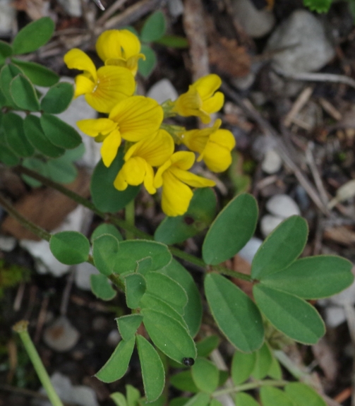 Pflanzenbild gross Schopfiger Hufeisenklee - Hippocrepis comosa