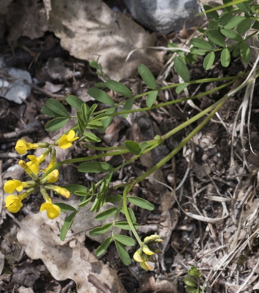 Pflanzenbild gross Schopfiger Hufeisenklee - Hippocrepis comosa