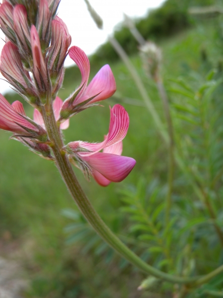Pflanzenbild gross Saat-Esparsette - Onobrychis viciifolia