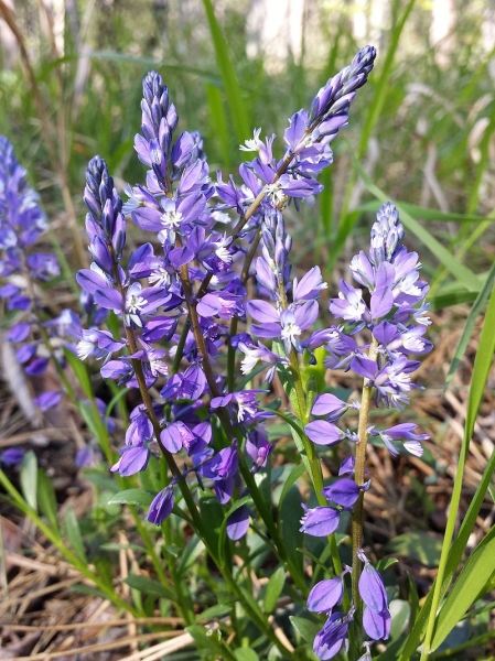 Pflanzenbild gross Bittere Kreuzblume - Polygala amara aggr.