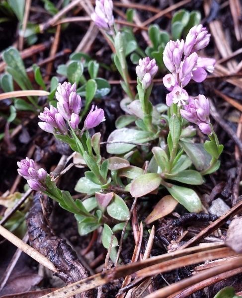 Pflanzenbild gross Bittere Kreuzblume - Polygala amara aggr.