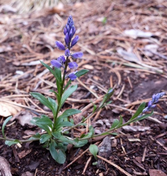 Pflanzenbild gross Bittere Kreuzblume - Polygala amara aggr.