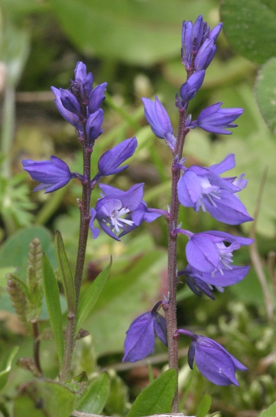 Pflanzenbild gross Voralpen-Kreuzblume - Polygala alpestris
