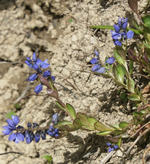 Pflanzenbild gross Voralpen-Kreuzblume - Polygala alpestris
