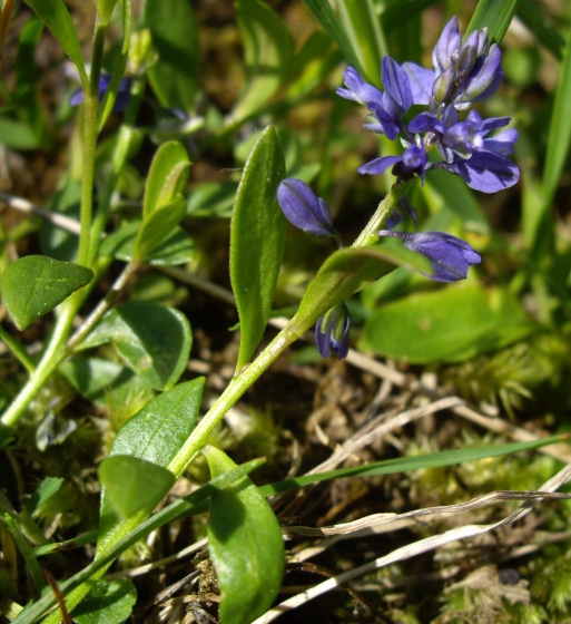 Pflanzenbild gross Voralpen-Kreuzblume - Polygala alpestris